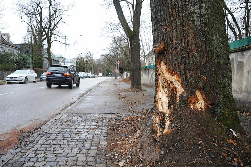 Gegen diesen einst stattlichen Ahorn, der an der Oberföhringer Straße steht, ist die teure Familienkutsche geprallt.