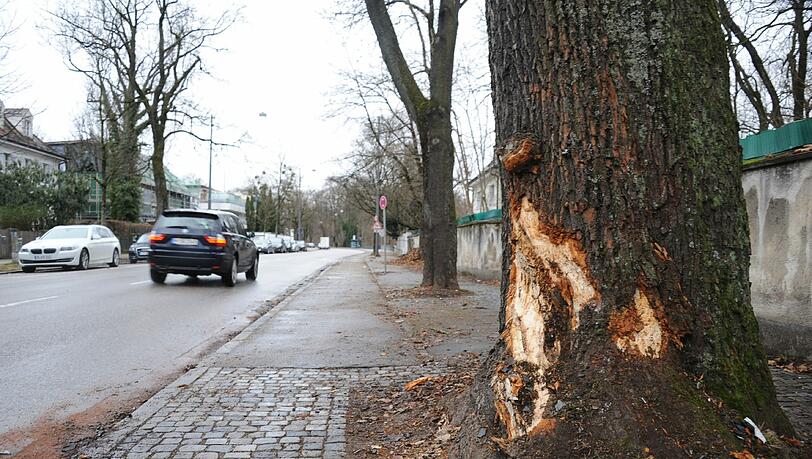 Gegen diesen einst stattlichen Ahorn, der an der Oberföhringer Straße steht, ist die teure Familienkutsche geprallt. Gegen diesen einst stattlichen Ahorn, der an der Oberföhringer Straße steht, ist die teure Familienkutsche geprallt.