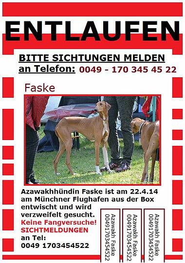 Mit diesem Plakat sucht ihre Familie nach der Hündin.

ACHTUNG: GROSSRAUM MÜNCHEN T E I L E N !!
FASKE
Diese junge Azawakh-Hündin ist am Montag, 22.4.14 am Flughafen in München entlaufen. 
Bitte nicht versuchen zu fangen, sondern Sichtmeldung Polizei oder Handynummer: 
Mahbuba Trevisan 0049 170 345 45 22
Joanna Hofft 0031654640004

Dear Friends
This is Faske!! She escaped on Monday 22.4.14 in the morning around 10,30 from her Box at the Airport of Munich !!
Somebody saw her running at a highway direction Munich 
Please Please We are looking for her 
for any information we are happy 
please call Mahbuba Trevisan 0049 170 345 45 22 ( any time ) 
of call me 0031654640004 (any time)
Thank you