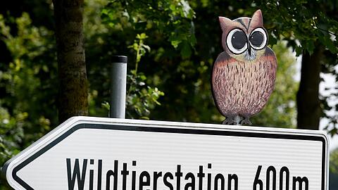 Der Hamburger Wolf soll nach Sachsenhagen gebracht worden sein.