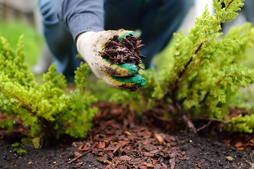Die Tage werden langsam kürzer, der Sommer verabschiedet sich - geht damit auch die Gartensaison zu Ende? Ganz und gar nicht, im September gibt es noch jede Menge zu tun für Hobbygärtner! Vom Ernten übers Aufräumen bis hin zur Vorbereitung des Winters - es wird nicht langweilig im Garten. Schließen Sie Ihre Gartensaison erfolgreich ab - und bereiten die nächste gleich mit vor! Die Tage werden langsam kürzer, der Sommer verabschiedet sich - geht damit auch die Gartensaison zu Ende? Ganz und gar nicht, im September gibt es noch jede Menge zu tun für Hobbygärtner! Vom Ernten übers Aufräumen bis hin zur Vorbereitung des Winters - es wird nicht langweilig im Garten. Schließen Sie Ihre Gartensaison erfolgreich ab - und bereiten die nächste gleich mit vor!