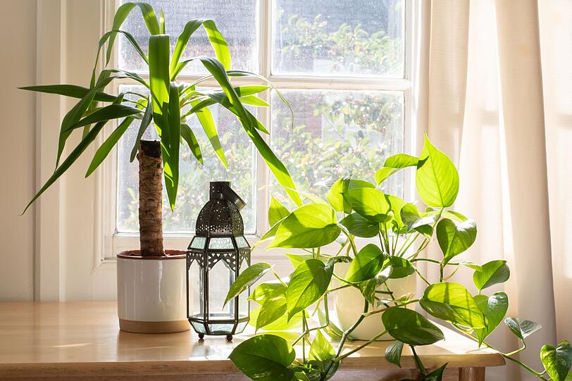 Die gute alte Yucca-Palme hat wohl fast jeder mal in seiner Wohnung gehalten. Kein Wunder: Das auch unter dem Namen Palmlilie bekannte Spargelgew&auml;chs (sie ist keine Palme!) ist eine echte Anf&auml;ngerpflanze, die nur wenig Pflege ben&ouml;tigt. Am wohlsten f&uuml;hlt sie sich in tiefen T&ouml;pfen und muss nicht &uuml;berm&auml;&szlig;ig viel gegossen werden.