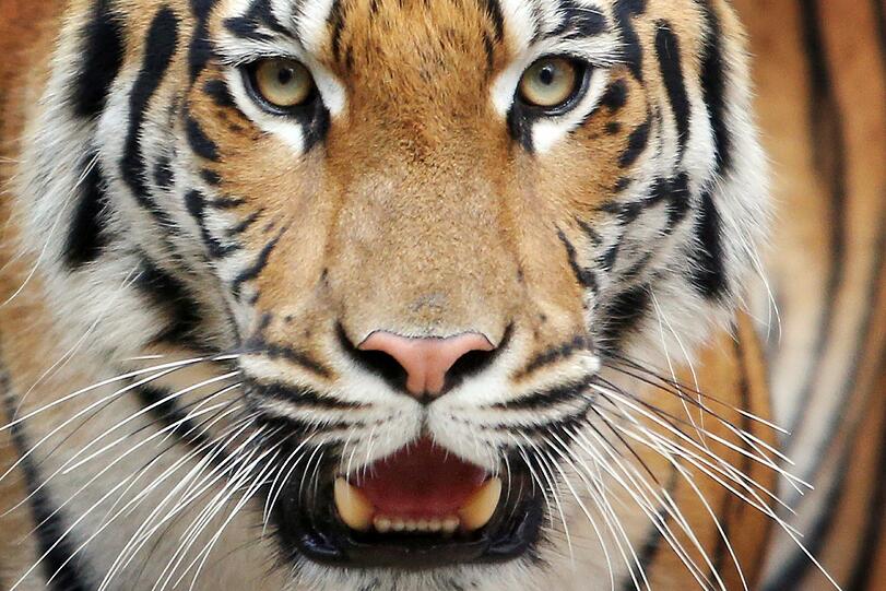Nachdem er zwei Bewohner eines indischen Dorfes angriff, musste ein Tiger mit dem Leben bezahlen. Mit Stöcken erschlugen die Dorfbewohner das wilde Tier.