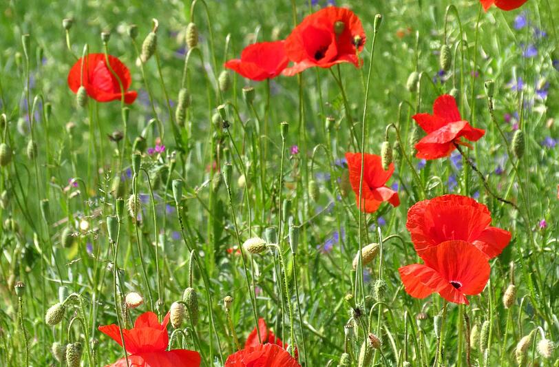 Die Bürger in Obergiesing bekommen eine Wildblumenwiese.