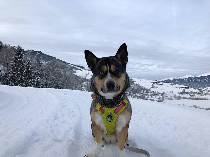 Hallo ihr, ich bin die Lotte. Geboren als Hund, identifiziere ich mich eher als wilder Tiger. Mein Frauchen sagt immer „kurze Beine, lange Leitung…“ verstehe ich nicht, ich mach doch einfach was ich will und sehe dabei unfassbar süß aus.