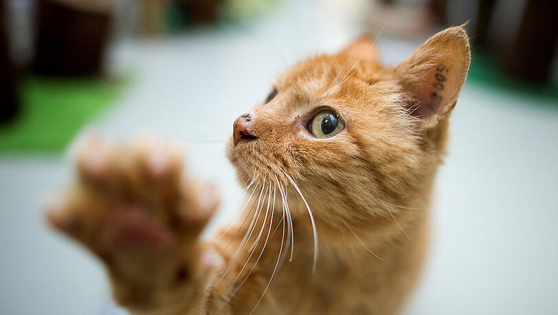 13,4 Millionen Katzen leben in deutschen Haushalten. (Symbolbild) 13,4 Millionen Katzen leben in deutschen Haushalten. (Symbolbild)