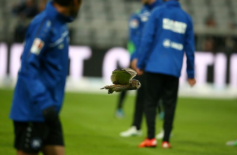 Eine Eule hatte sich am Montagabend zum Spiel des TSV 1860 und Kapitän Christopher Schindler in der Allianz Arena gegen den KSC verirrt.