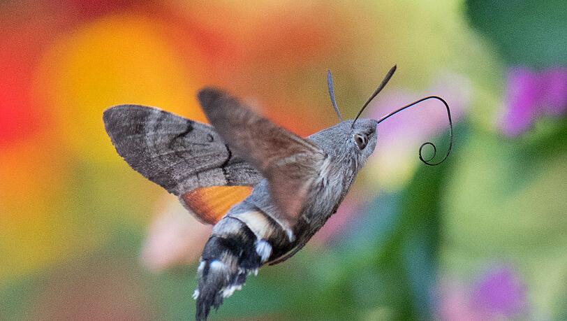 Taubenschwänzchen überwintern mittlerweile auch in Deutschland. (Archivbild) Taubenschwänzchen überwintern mittlerweile auch in Deutschland. (Archivbild)