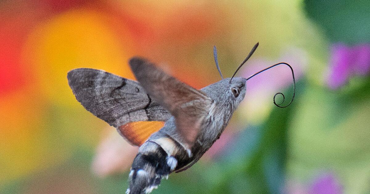 Advent-Advent-wer-den-Schmetterling-erkennt