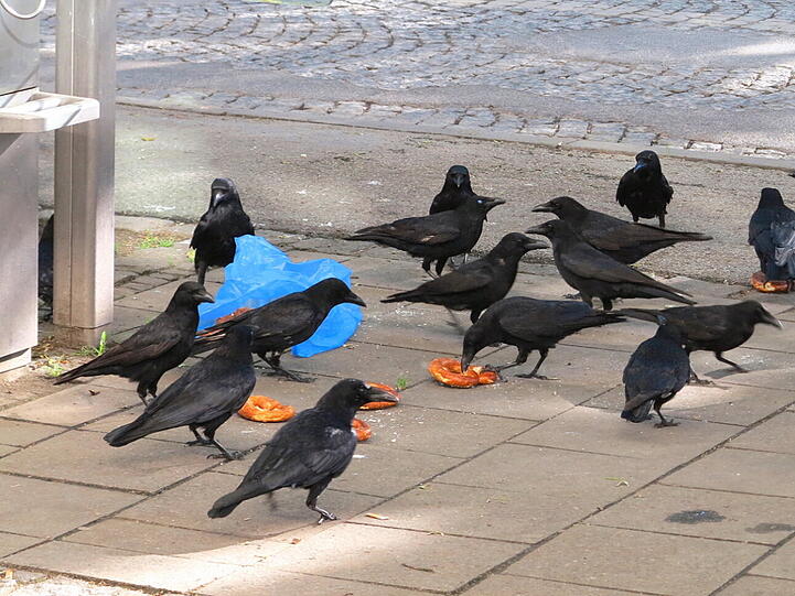 Morgens früh um acht am Orleansplatz: Jemand hat eine Tüte Brezn verloren, die Krähen freut's und AZ-Leser Djordje Matkovic hat's fotografiert.