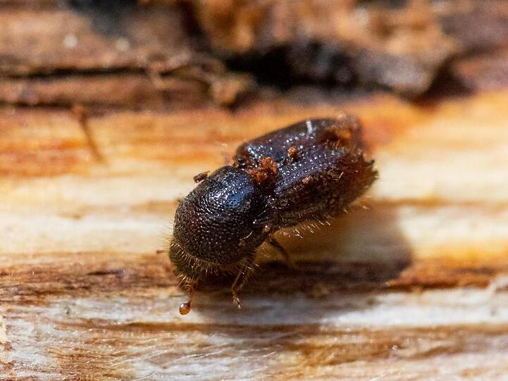 Ein Borkenkäfer sitzt auf einem Fichtenstamm. Foto: Daniel Karmann