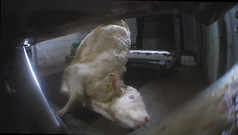Das Kalb wird zur Schächtung gezerrt - danach wird ihm die Kehle durchgeschnitten.