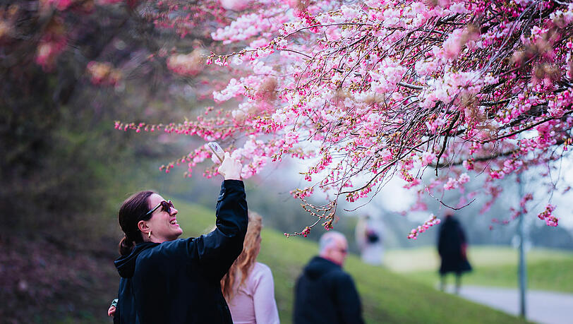 Es bl&uuml;ht im Olympiapark: Die Kirschbl&uuml;ten ziehen jedes Jahr Hunderte in den Park.