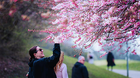 Es bl&uuml;ht im Olympiapark: Die Kirschbl&uuml;ten ziehen jedes Jahr Hunderte in den Park.