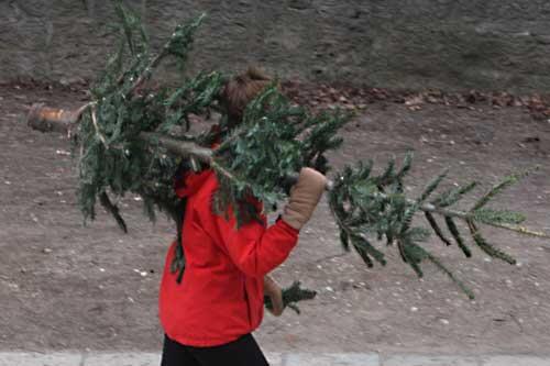 Weg mit dem Christbaum: An Wertstoffhöfen und Schulen können die Bäume abgegeben werden