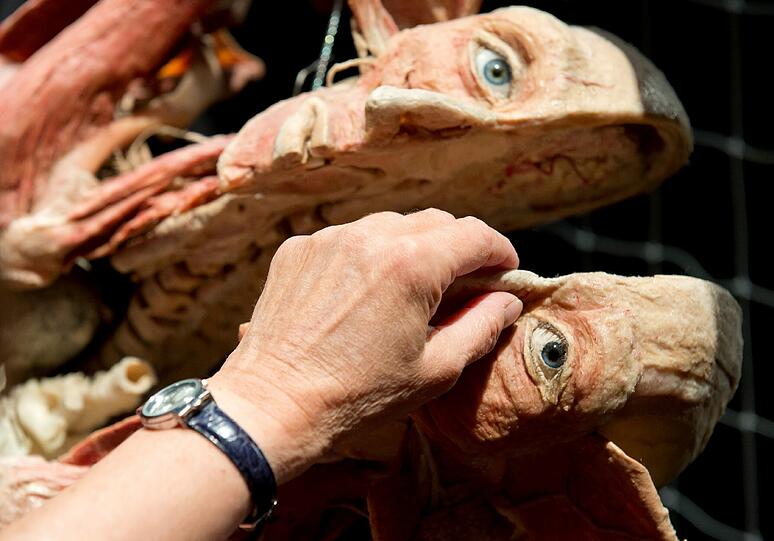 Blinde und Sehbehinderte erfühlen die Plastinate von Gunther von Hagens. Die Bilder.