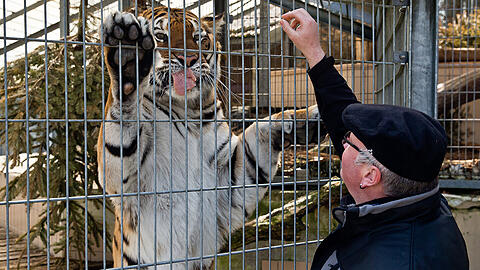 Der Tierpfleger und Vorsitzende des Vereins "Raubtier- und Exotenasyl", Olaf Neuendorf, mit einem der geretteten Tiger.