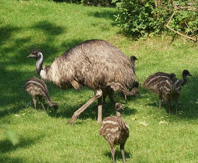 Mittlerweile sind die kleinen Emus knapp zweieinhalb Monate alt, und auf der Hellabrunner Gemeinschaftsanlage von Emus und Riesenkängurus ist einiges geboten