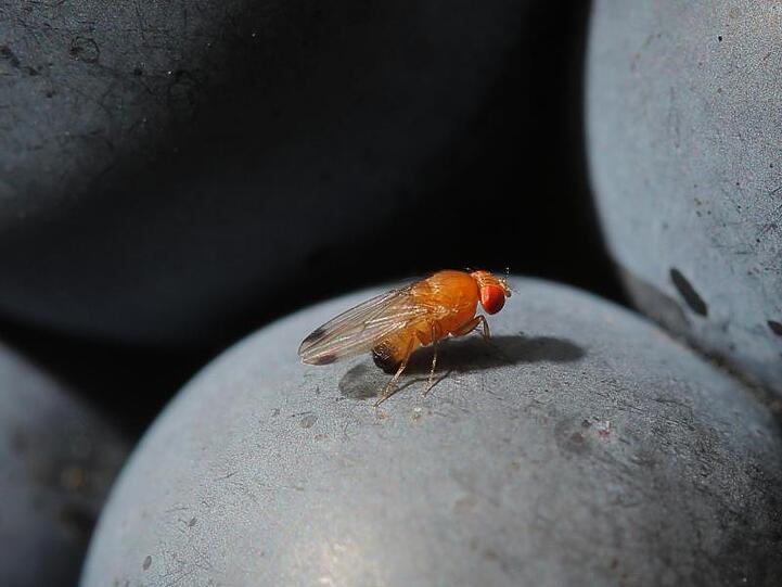 Eine Kirschessigfliege (Drosophila suzukii). Foto: Fredrik von Erichsen