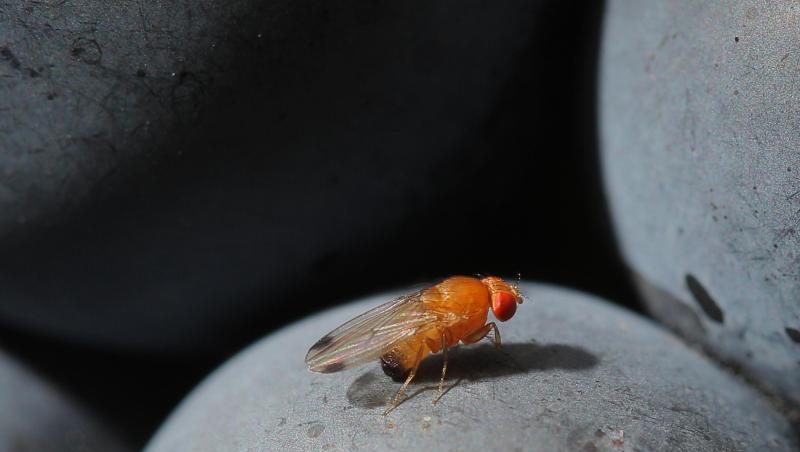 Eine Kirschessigfliege (Drosophila suzukii). Foto: Fredrik von Erichsen Eine Kirschessigfliege (Drosophila suzukii). Foto: Fredrik von Erichsen