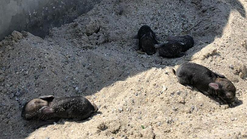 Häschen in der Grube - die vier Tierbabies sind gerettet.