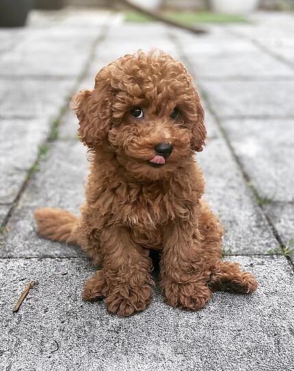 Buddy