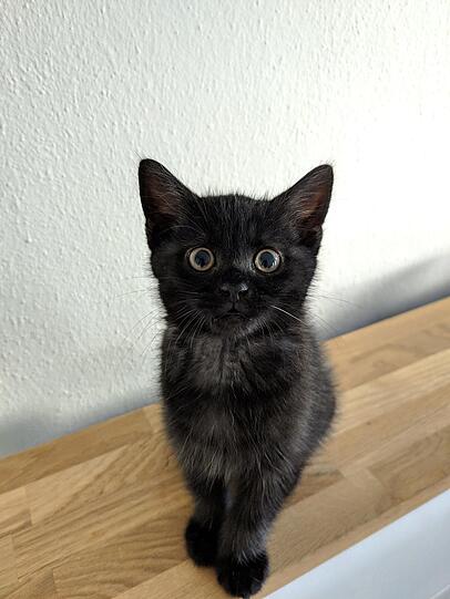 Knapp 300 Katzenbilder wurden der Redaktion nach einem Aufruf geschickt. Hier eine kleine Auswahl: