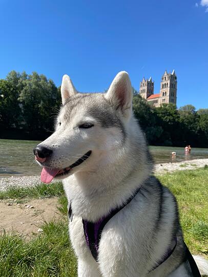 Albus