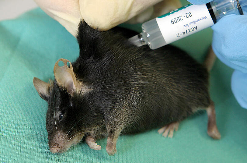 Drei von vier Tierversuchen in Bayern werden an Mäusen druchgeführt.