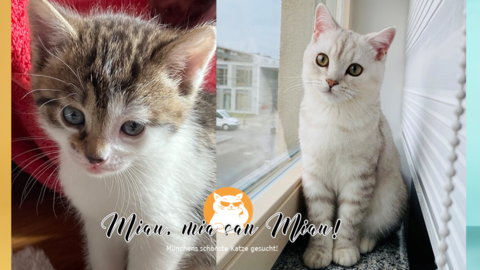 Miau: Noch mehr tierische Bewerber. Zwei davon: Vegas (links) und Pattis (rechts).