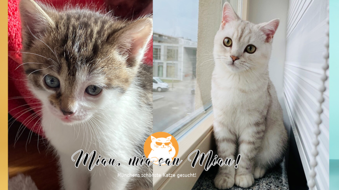 Miau: Noch mehr tierische Bewerber. Zwei davon: Vegas (links) und Pattis (rechts).