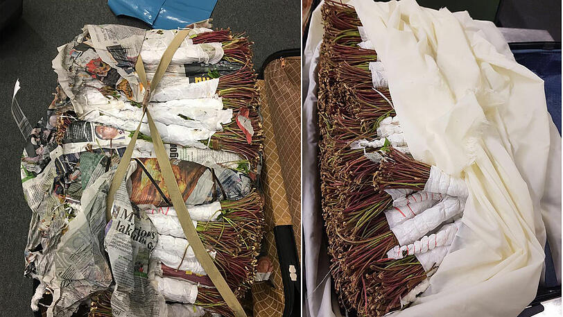 45 Kilogramm Khat hatte die Frau in ihrem Koffer dabei.