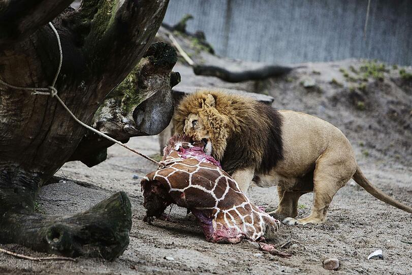 Weltweite Entrüstung: Im Zoo in Kopenhagen wurde eine gesunde Giraffe getötet und dann an die Löwen verfüttert. Die Bilder.