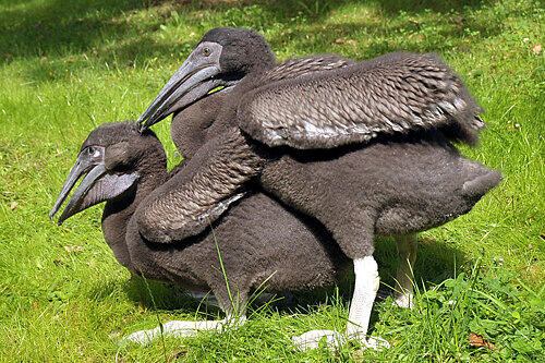 Komm kuscheln, Kumpel: Diese jungen Pelikane sind die ersten im Tiergarten, die von ihren Eltern aufgezogen werden.