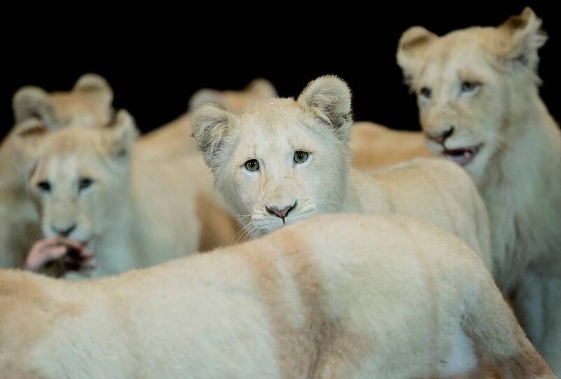 Tierische Hingucker: Die sechs weißen Löwen im Circus Krone.