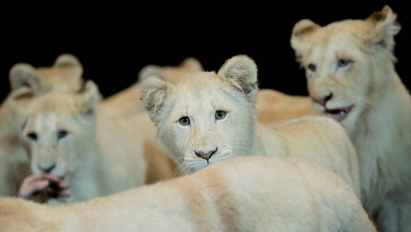 Tierische Hingucker: Die sechs weißen Löwen im Circus Krone. Tierische Hingucker: Die sechs weißen Löwen im Circus Krone.