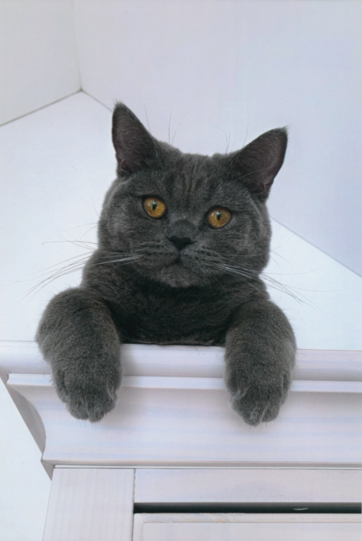 Balu