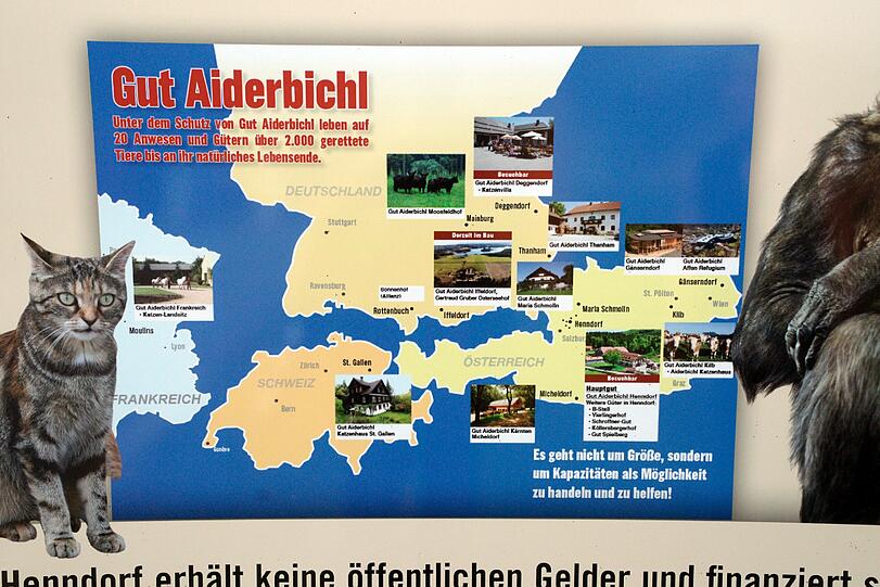 Auf "Gut Aiderbichl": Kuh Yvonne darf endlich die Freiheit genießen. Nach einer mehr als zehnwöchigen
Quarantäne im Stall darf der bayerische Sommerloch-Star, die Waldkuh
Yvonne, wieder an die frische Luft.