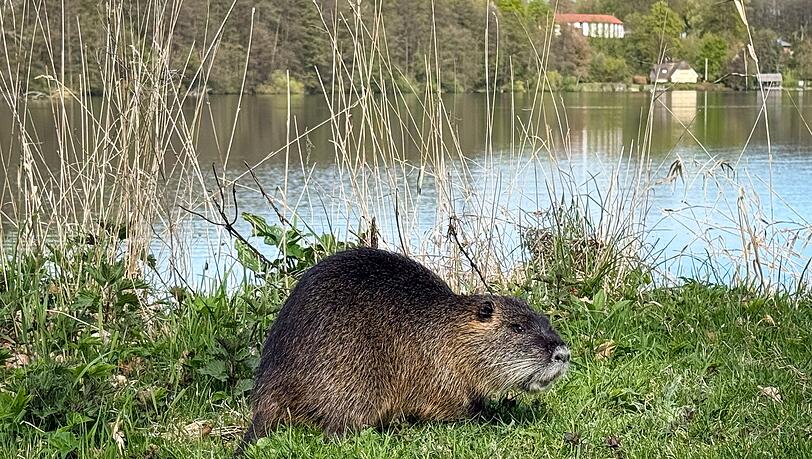 Nach einem Biss durch einen Biber warnt die Gemeinde Schechen im Landkreis Rosenheim Badegäste am Waldsee davor, den Tieren und ihrer Burg nahezukommen. (Symbolbild) Nach einem Biss durch einen Biber warnt die Gemeinde Schechen im Landkreis Rosenheim Badegäste am Waldsee davor, den Tieren und ihrer Burg nahezukommen. (Symbolbild)