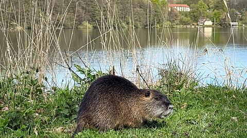 Nach einem Biss durch einen Biber warnt die Gemeinde Schechen im Landkreis Rosenheim Badeg&auml;ste am Waldsee davor, den Tieren und ihrer Burg nahezukommen. (Symbolbild)