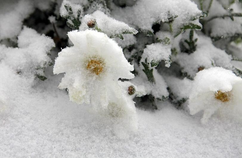 Blumen stehen am Samstag auf dem Fichtelberg bei Oberwiesenthal (Sachsen) im ersten Neuschnee nach dem Sommer.