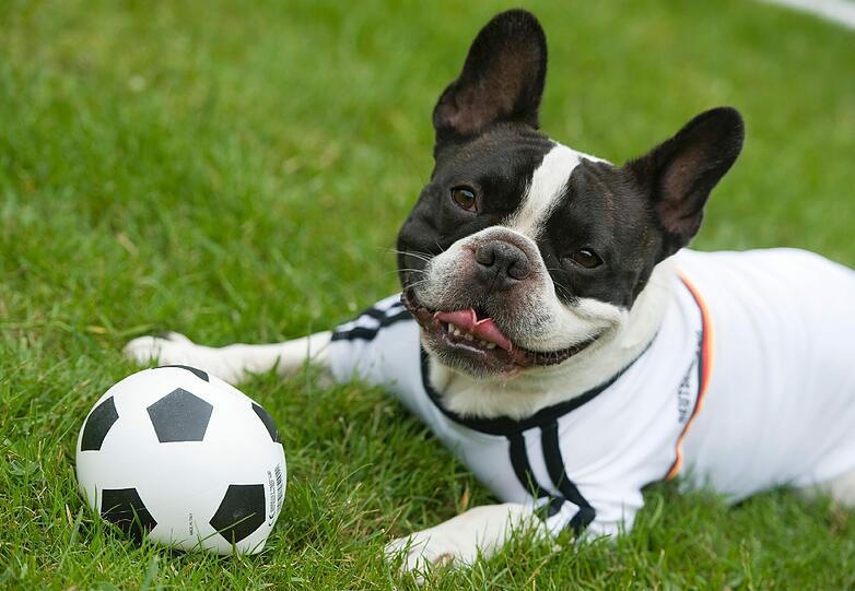 Auf Bayern 1 bekommt Yvonne Konkurrenz von Mini-Bulldogge Xaver - ein echtes Ausnahmeorakel, denn bei ihm geht's nicht ums große Fressen: Er soll zwischen zwei Mini-Toren entscheiden.