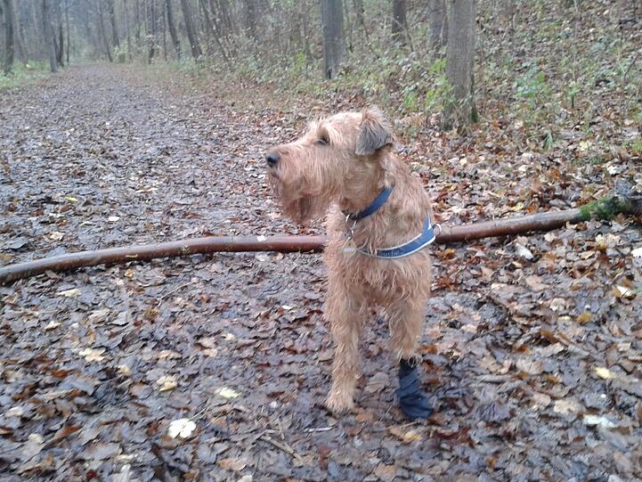 . . . aber der Stamm war doch wohl was zu schwer. Wo gibt es was anderes?