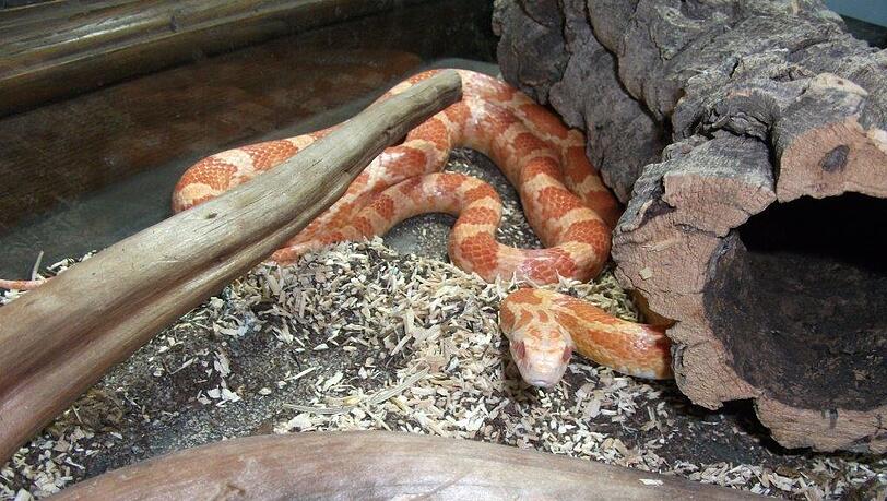 Das Terrarium, in dem die beiden Schlangen abgestellt wurden, war noch ganz neu. Sogar das Preisschild klebte noch daran. Das Terrarium, in dem die beiden Schlangen abgestellt wurden, war noch ganz neu. Sogar das Preisschild klebte noch daran.