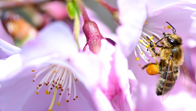 In Bayern ist der Fr&uuml;hling zur&uuml;ckgekehrt. (Archivbild)