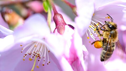 In Bayern ist der Fr&uuml;hling zur&uuml;ckgekehrt. (Archivbild)
