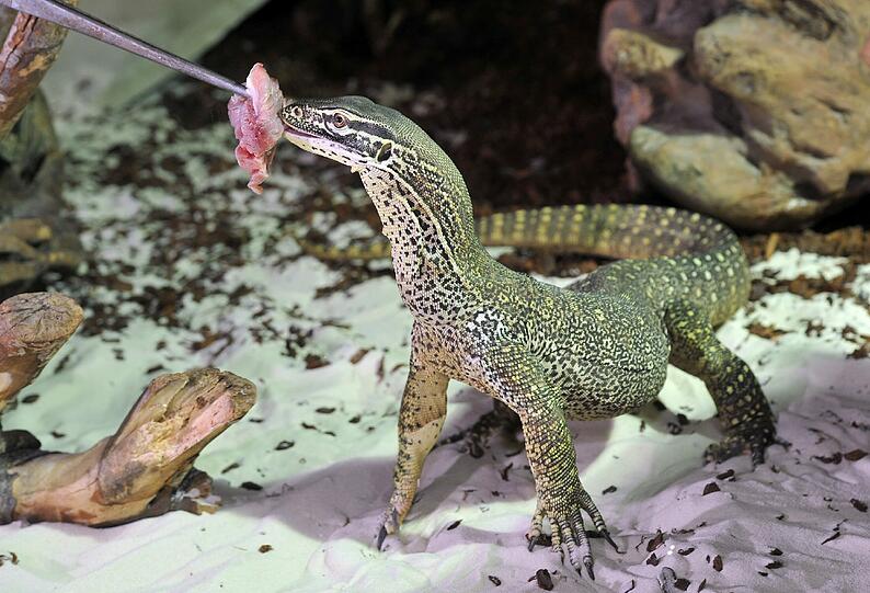 Der Goulds-Waranstammt aus Australien &ndash; und steht auf rohes Fleisch. Bis zu 1,80 Meter können die Tiere lang werden. Ihre Besonderheit: Sie stützen sich in Denker-Pose auf Schwanz und Hinterbeine, um einen besseren Überblick zu bekommen &ndash; auf Nahrung und Feinde.