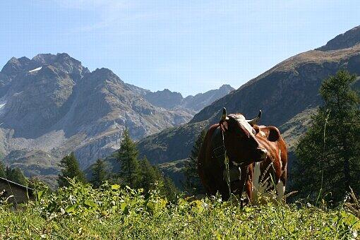 Ein Schweizer Idyll: das Wallis ist ein vielfältiges Ferienparadies.