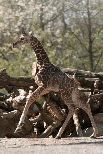 Ein zuckersüßes Giraffenbaby wartet im Tierpark Hellabrunn auf Besucher. Zwei Wochen ist es gerade alt. Hier gibt's schon mal die nettesten Fotos von dem putzigem Tierchen.