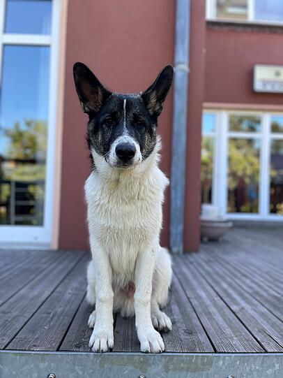 Ludwig:  Mit seinen knapp 5,5 Monaten ist er einfach der beste Hund, den man sich vorstellen kann. Er hört bereits auf gängige Kommandos und ist ein Herz von einem Hund. Er liebt Menschen, andere Hunde und überhaupt andere Tiere. Ein Besuch im Altenpflegeheim zeigte, dass er sich als Therapiehund eignen würde.